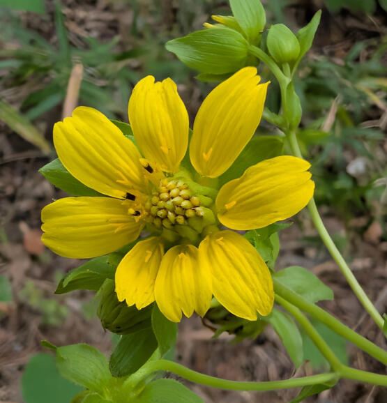 Bear's Foot