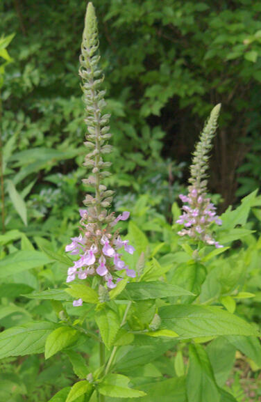 Wild Germander