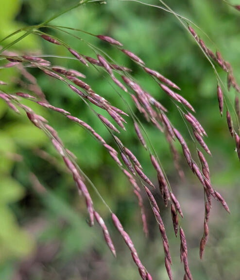 Purpletop Grass