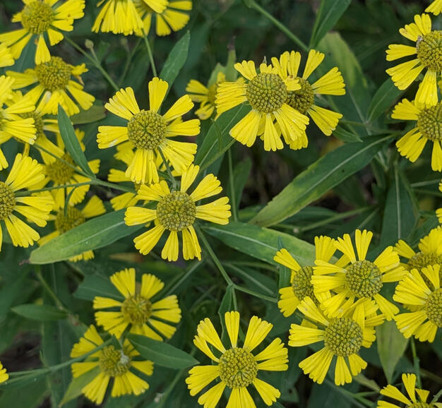 Sneezeweed