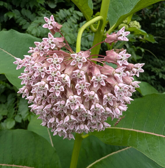 Common Milkweed