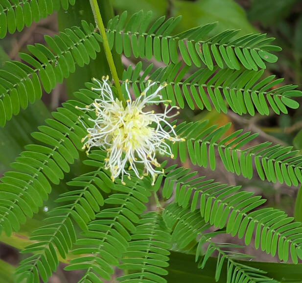 Illinois Bundleflower