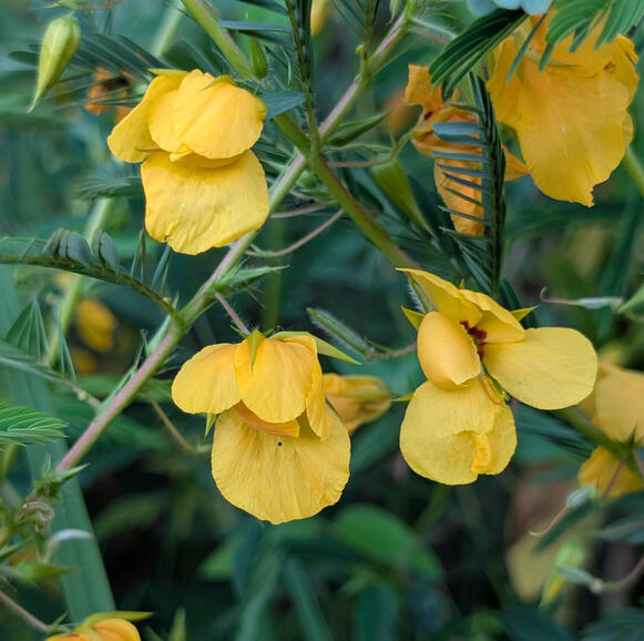 Partridge Pea