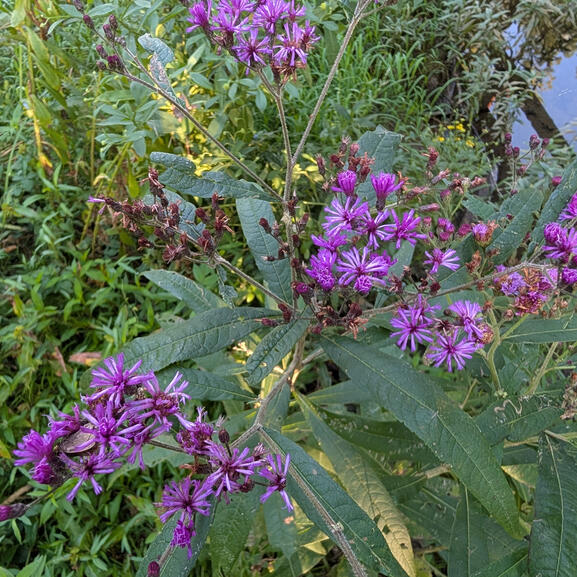 Ironweed
