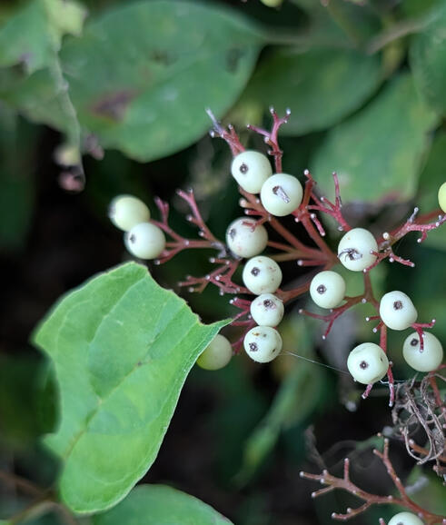 Roughleaf Dogwood