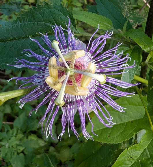 Passionflower