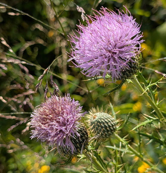 Field Thistle