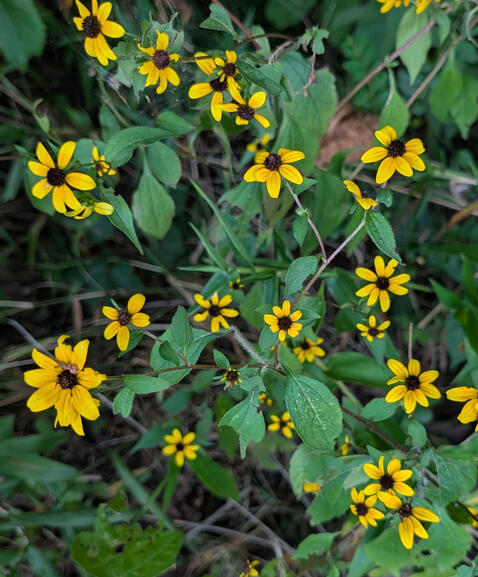 Black-eyed Susans