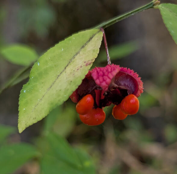 Strawberry Bush