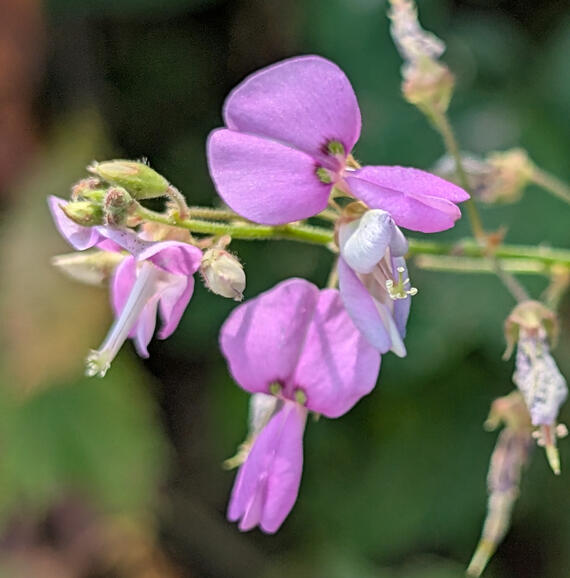 Trefoil