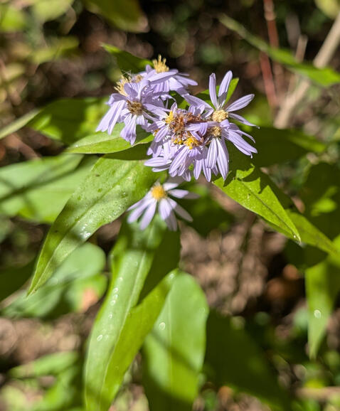 Short's Aster