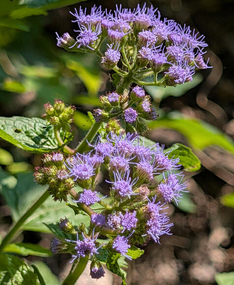 Blue Mist Flower