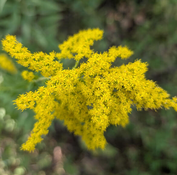 Goldenrod