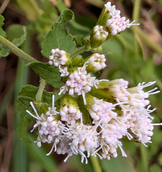 Pink Thoroughwort