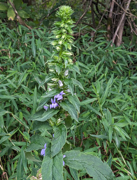 Blue Lobelia