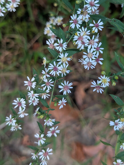 Calico Aster