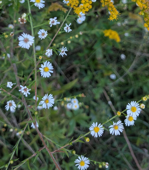 Small White Aster