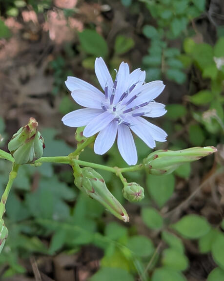 Woodland Lettuce