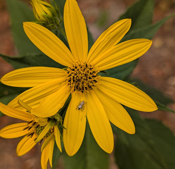 Jerusalem Artichoke