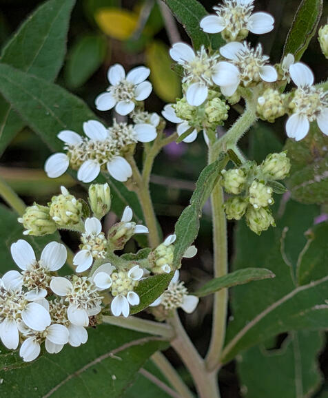 Frostweed