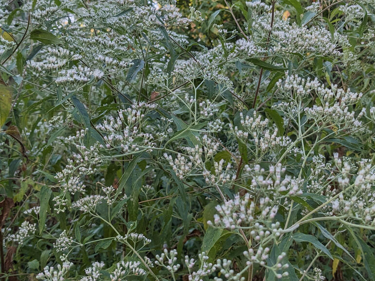 Boneset