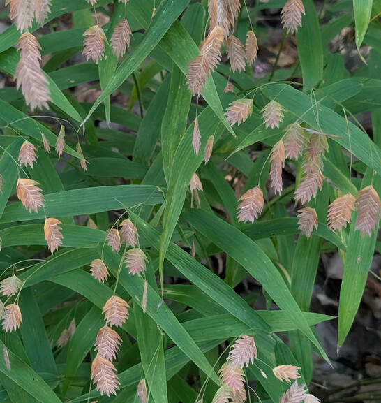 Northern Sea Oats