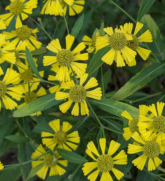 Sneezeweed