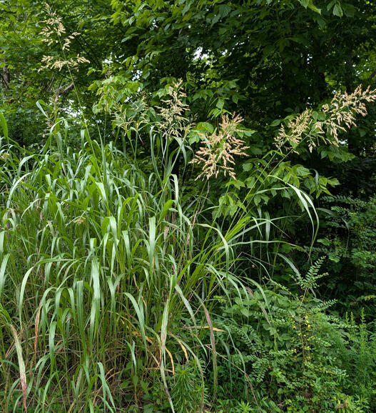 Johnson Grass