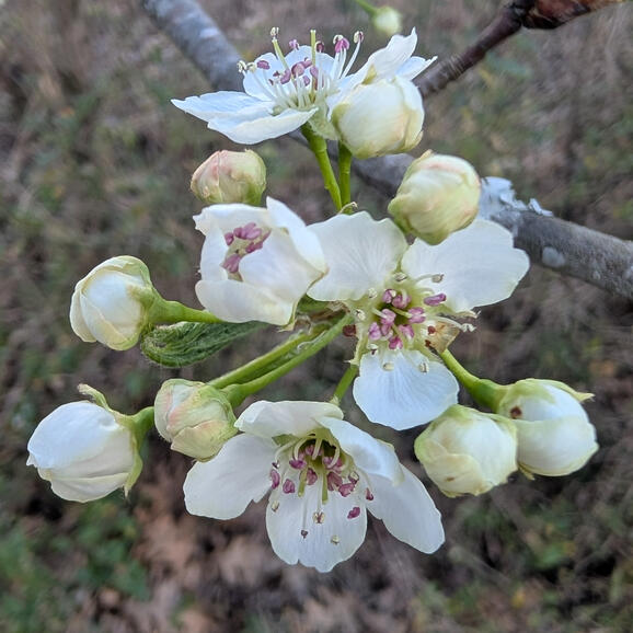 Callery Pear Flower