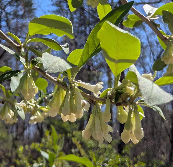 Russian Olive Flowers