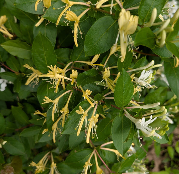Japanese Honeysuckle Vine