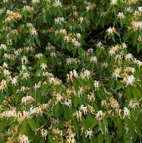 Bush Honeysuckle Flowers