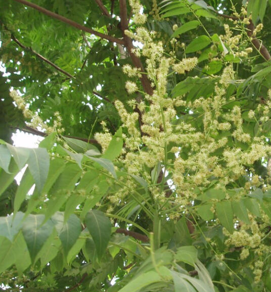 Tree of Heaven Flower