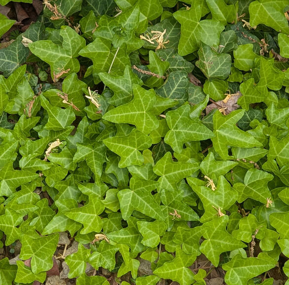 English Ivy