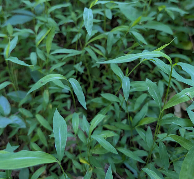 Stilt Grass
