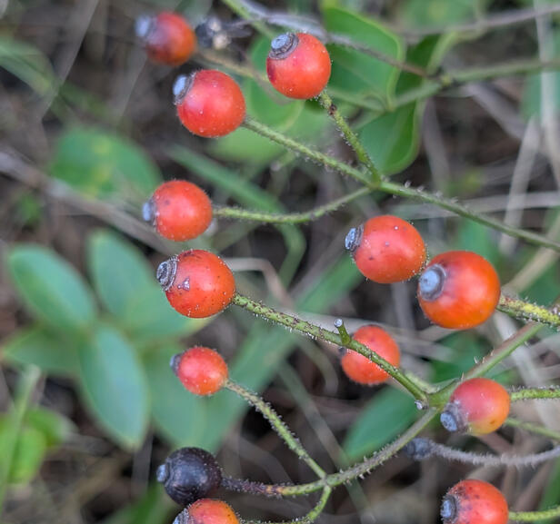 Multiflora Rose Hips