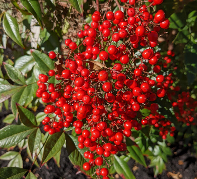 Heavenly Bamboo Berries