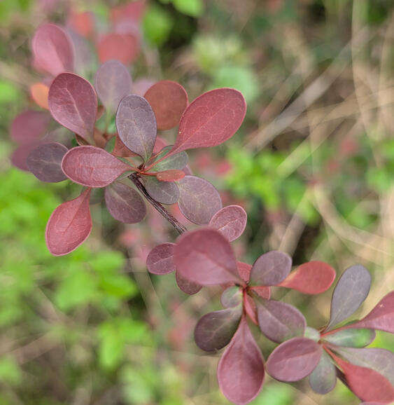 Barberry