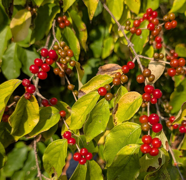 Bush Honeysuckle Berries