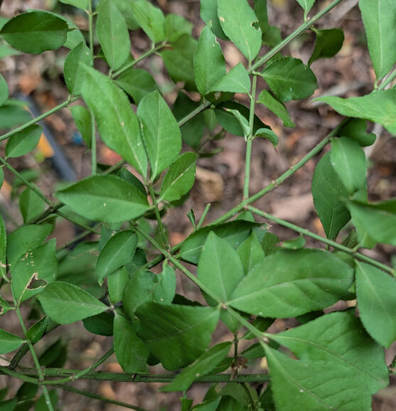 Burning Bush