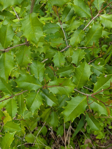 Chinese/Japanese Holly