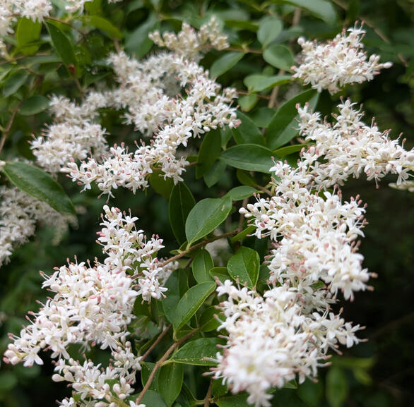 Chinese Privet Flowers