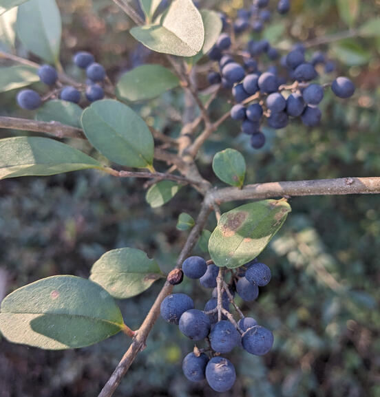 Chinese Privet Berries