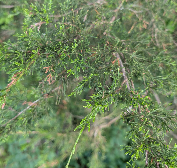 Eastern Red Cedar