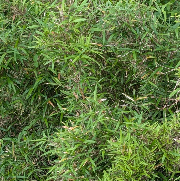 Rivercane