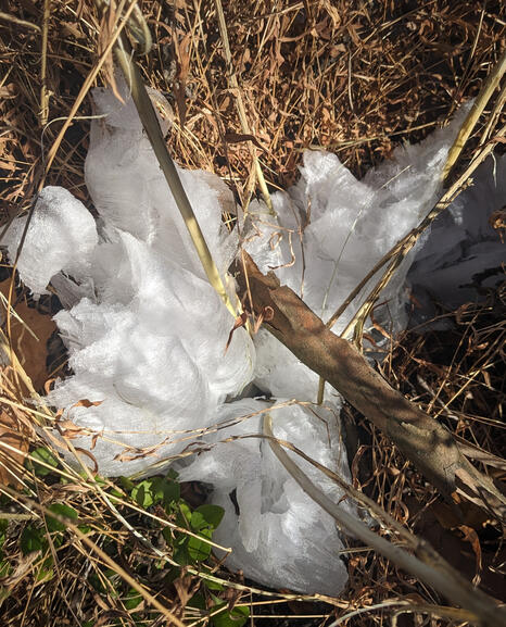Frost Flower Ice