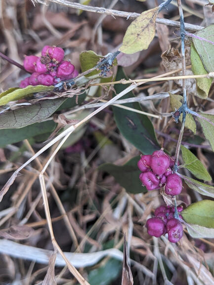 Coral Berry